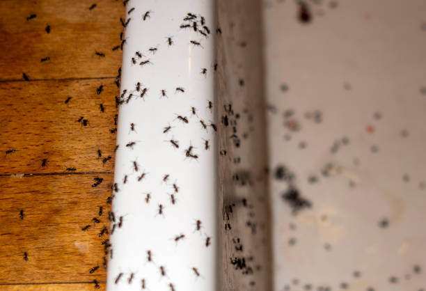 Best Exterminator Services  in Sconsin Rapids, WI